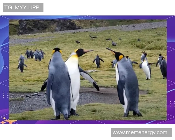 足球大航海:探索全球足球文化与传奇球队的奇妙旅程 足球大航海:探索全球足球文化与传奇球队的奇妙旅程